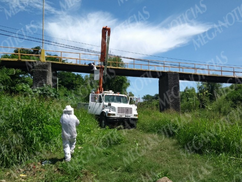 Realizan retiro de enjambre en Juchitán