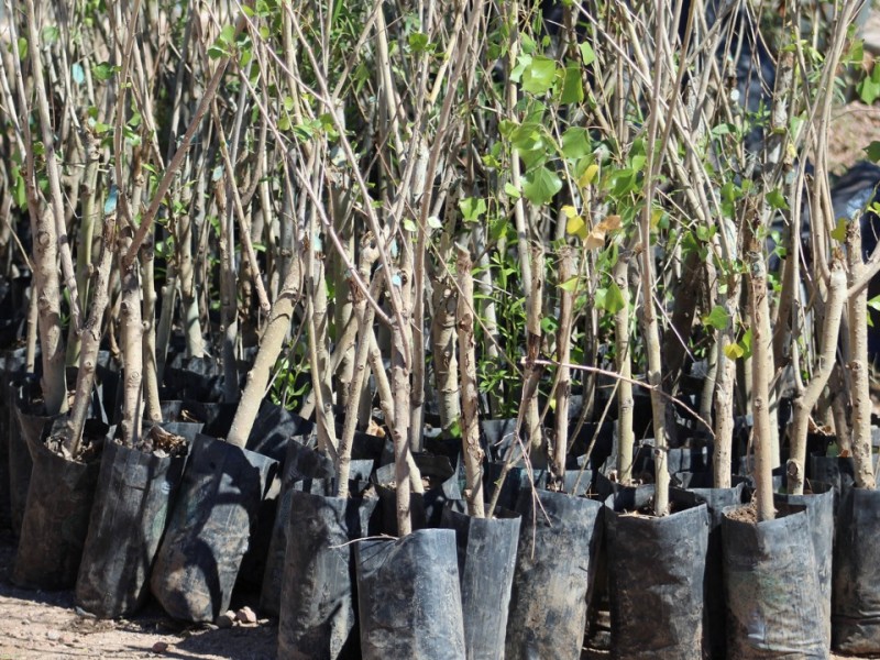 Realizará ecología campaña de reforestación en Guaymas Norte