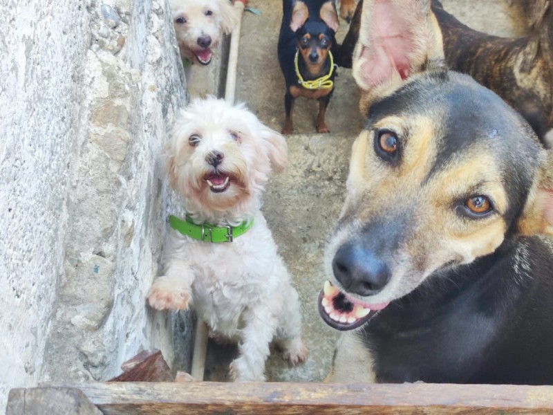 Realizarán adopción masiva de mascotas en Tuxpan