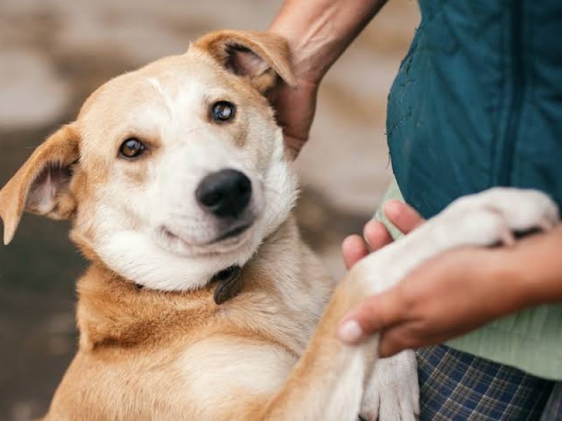 Realizarán campaña de adopción animal en Tangancícuaro