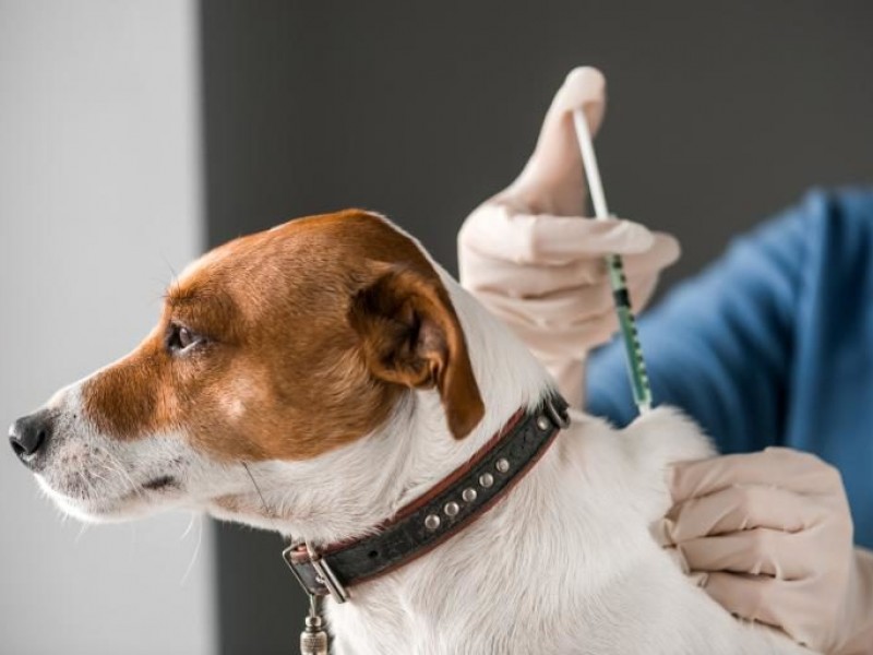 Realizarán campaña de adopción y vacunación gratuita canina