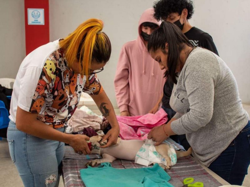 Realizarán campaña de esterilización a bajo costo en Tangancícuaro