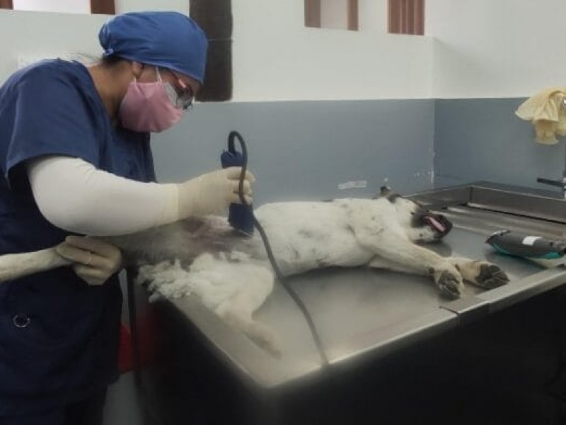 Realizarán campaña de esterilización gratuita de mascotas en colonias zamoranas