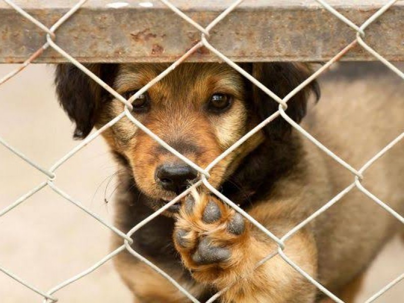 Realizarán campaña de vacunación y adopción de mascotas en Jacona