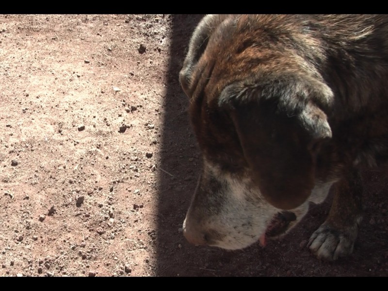 Realizarán campaña de esterilización de mascotas