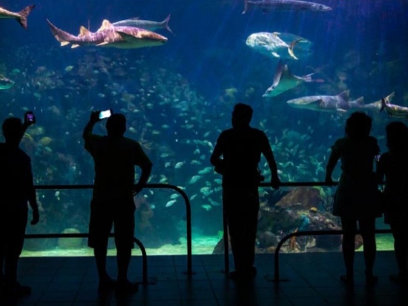 Realizarán cena gala para recaudar fondos para el Acuario