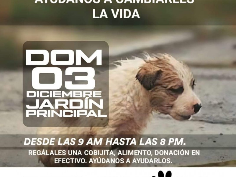 Realizarán evento solidario para ayudar a rescatistas de animales