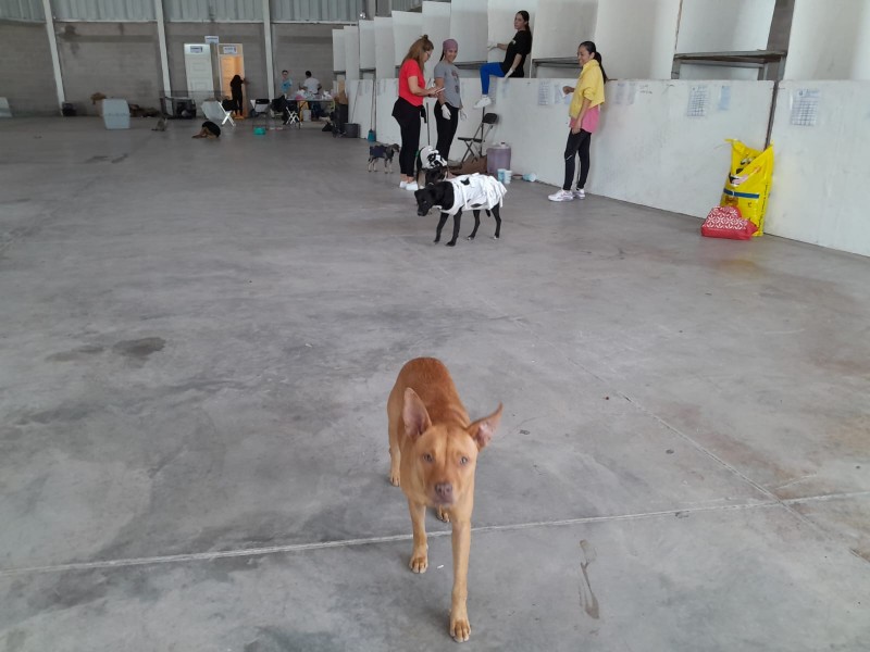 Realizarán feria de adopción canina en Sahuayo