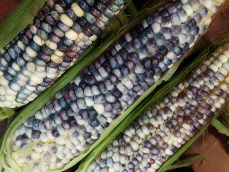 Realizarán Festival del Elote Azúl en Corupo