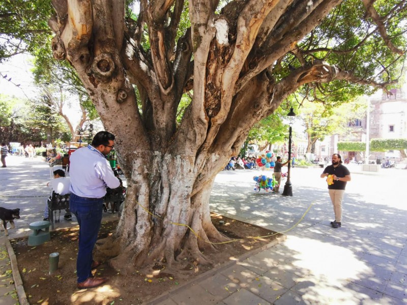 Realizarán inventario forestal urbano en Zamora