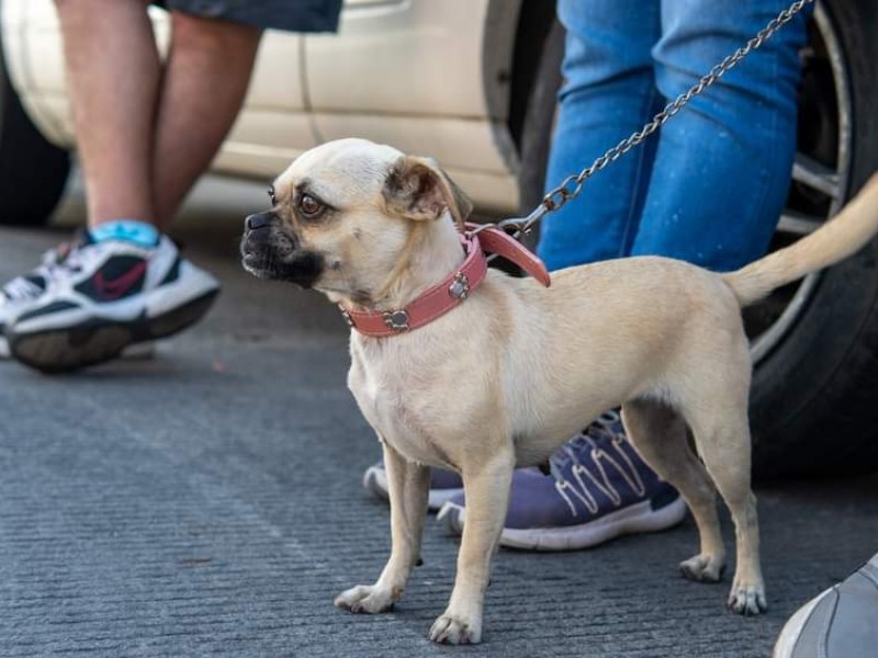 Realizarán jornada de esterilización para mascotas, en Xalapa