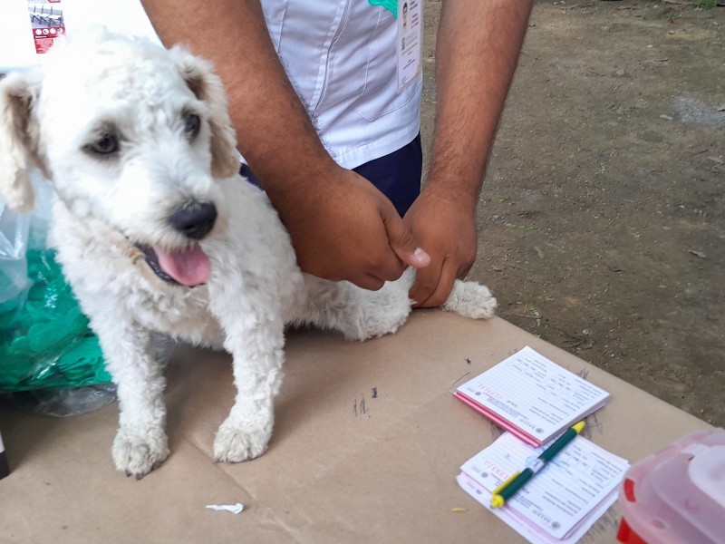Realizarán Jornada de Vacunación Antirrábica en Tuxpan