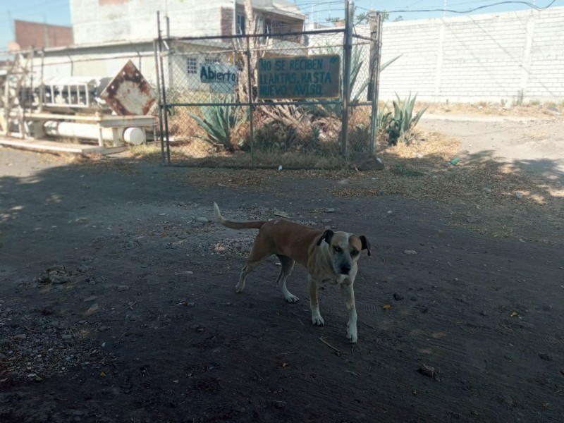 Realizarán megacampaña de esterilización para mascotas en Salamanca