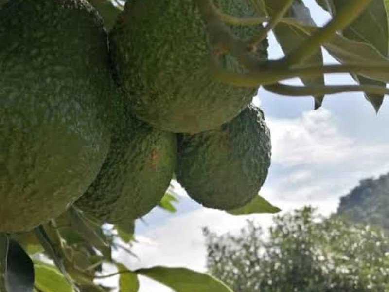 Realizarán venta de Aguacate Hass en Xalapa