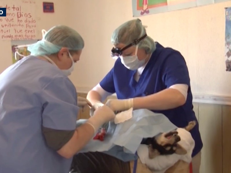 Realizaron más de mil 500 esterilizaciones gratuitas en un año.