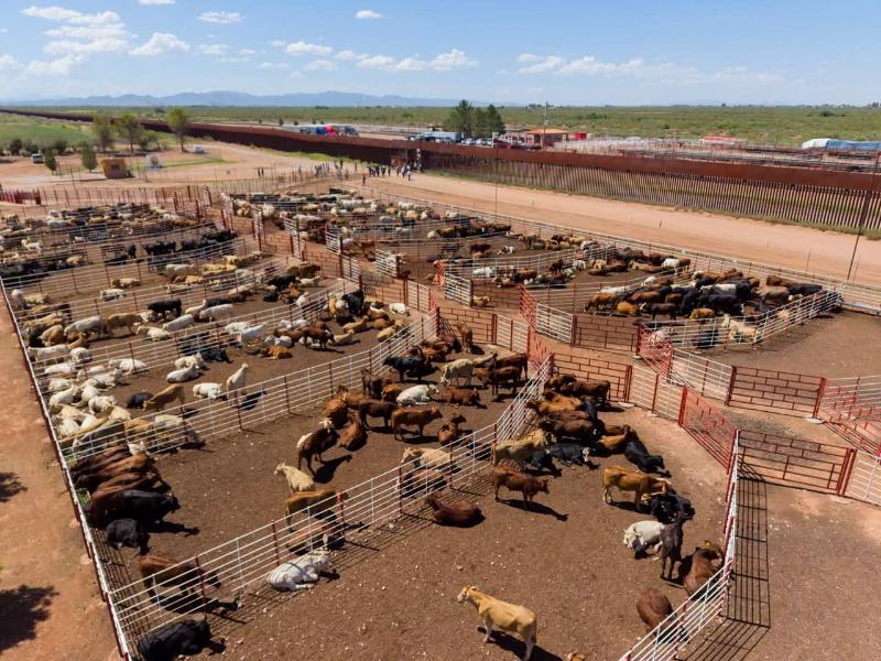 Reanudan exportación de ganado a Estados Unidos por Agua Prieta