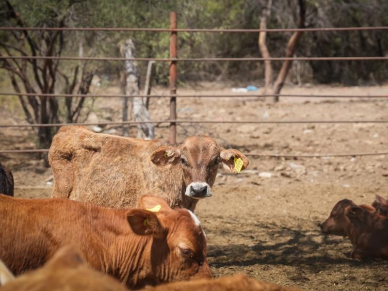 Reanudarán exportación de ganado por Agua Prieta tras descartar fiebre aftosa