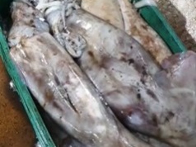 Reaparece calamar gigante, pescadores de Guaymas se benefician