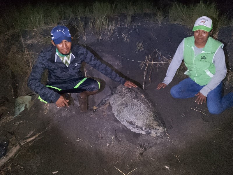 Reaparece especie marina que se creía extinta en Chiapas