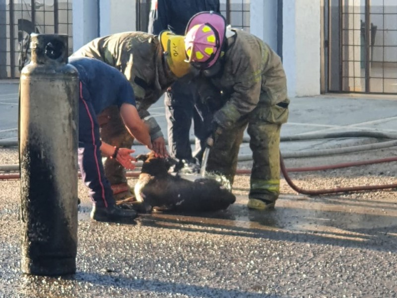 Rescatan del fuego a una persona y a su mascota