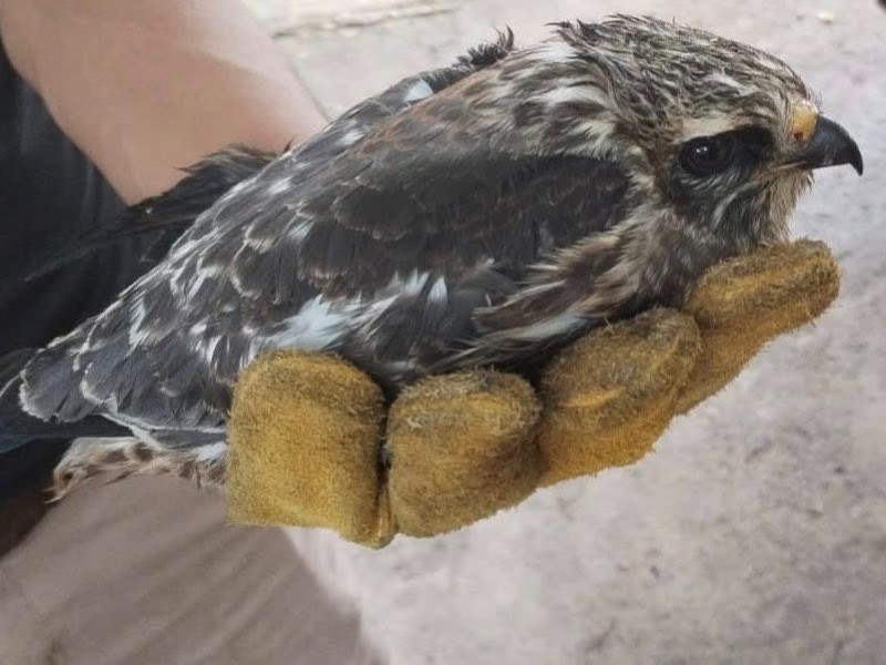 Rechazan caza furtiva de aves en Zihuatanejo; murió ejemplar en migración