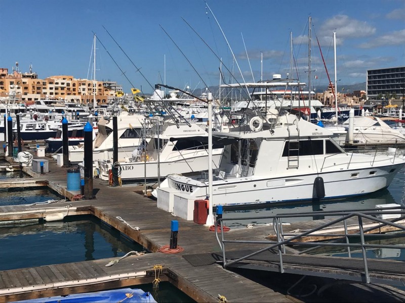 Rechazan la liberación del dorado para pesca comercial