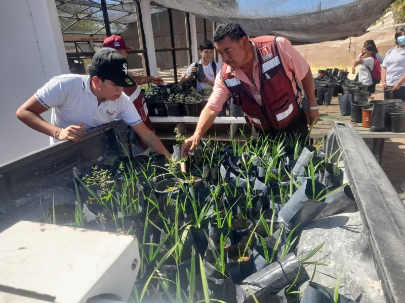 Recibe Ecología Municipal en donación importante lote de arbolitos