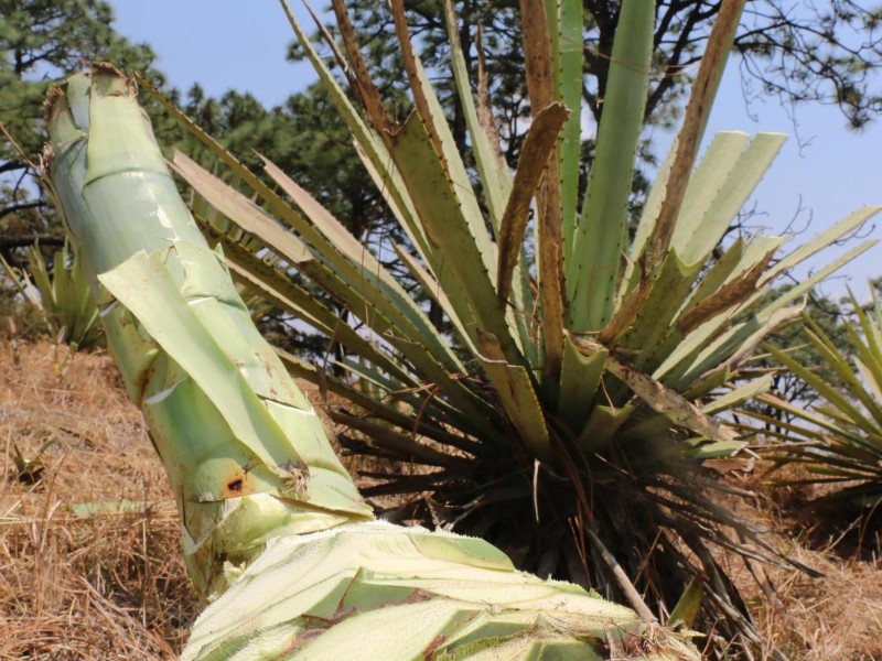 Recibe Edomex denominación de origen del mezcal.