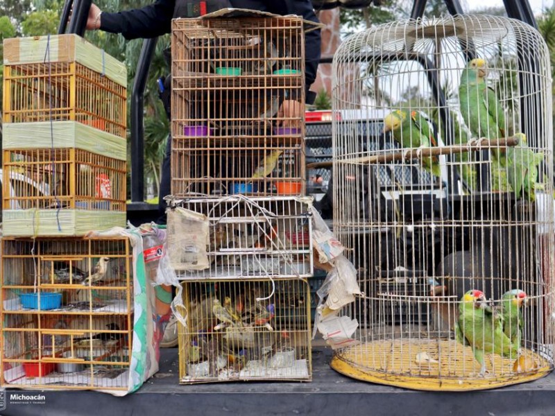 Recibe Zoológico 40 aves decomisadas tras operativo en mercados municipales