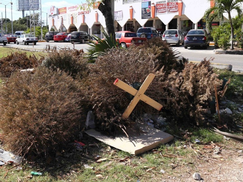 Recicla tu arbolito de Navidad en centros de acopio