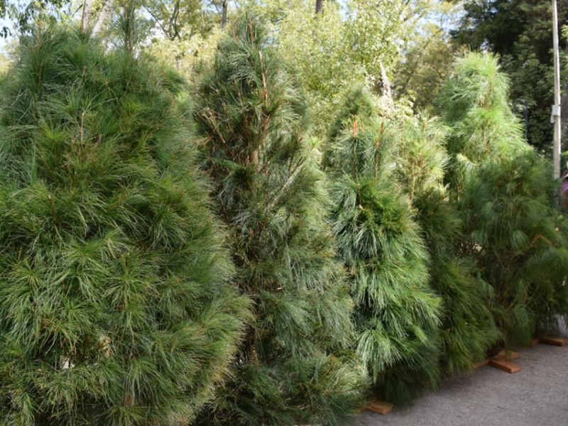 Recicla tu arbolito natural de Navidad