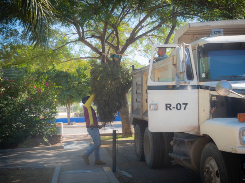 Recolectados 250 árboles de navidad para compuesta en Culiacán