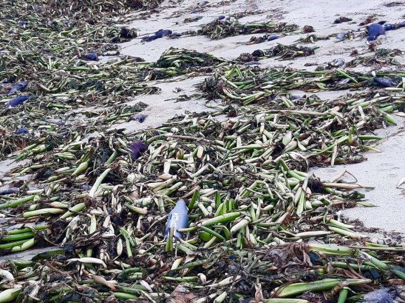 Recolectan 19.5 toneladas de basura en playas, tras lluvias
