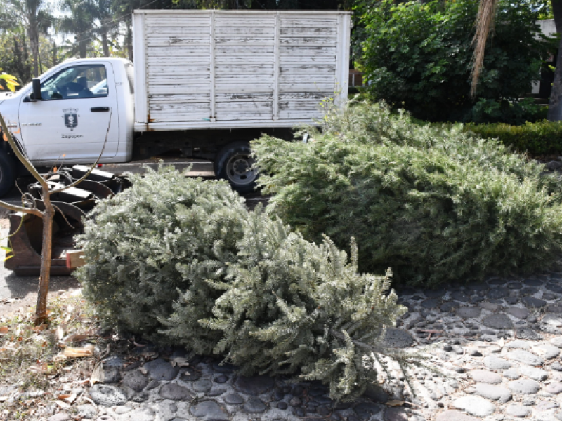 Recolectan árboles navideños en Zapopan