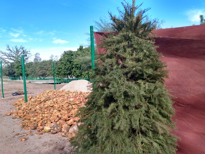 Recolectan pinos navideños en la Laguna