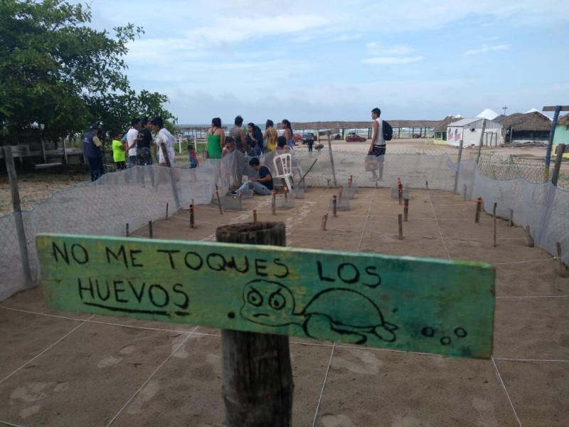 Recomendaciones ante arribo de tortugas marinas en Tuxpan