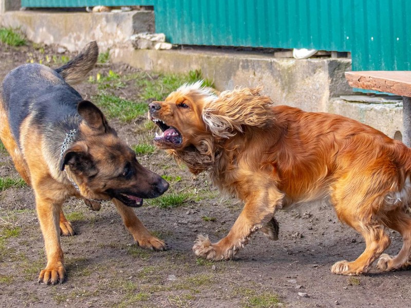 Recomendaciones para evitar peleas de perros