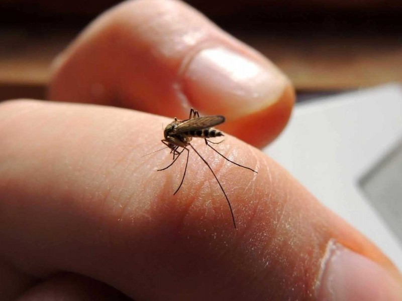 Recomendaciones para prevenir el dengue en el hogar