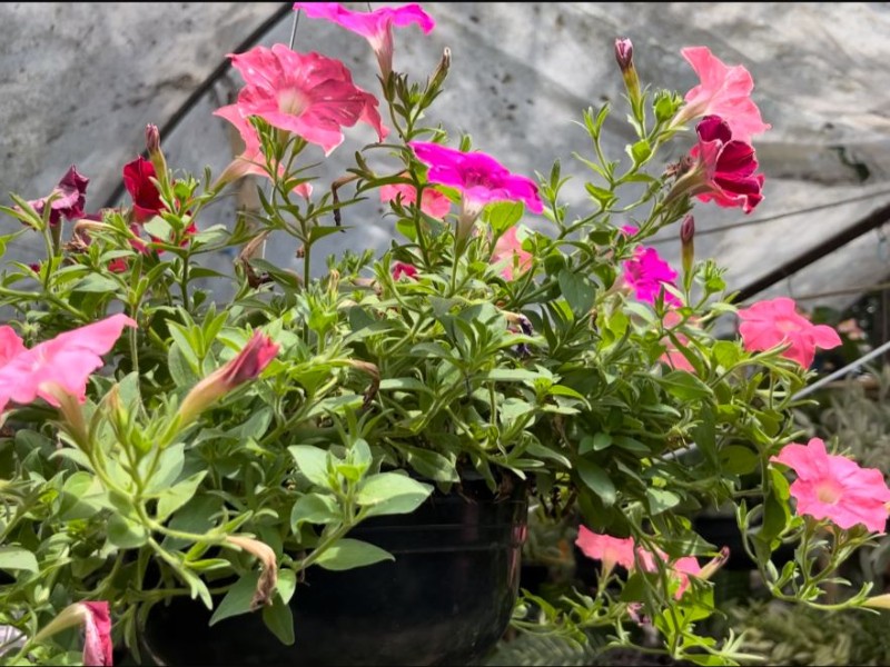 Recomendaciones para proteger tus plantas del calor extremo