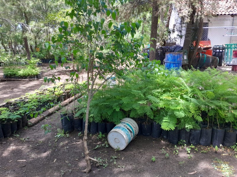 Recomendaciones para reforestar algún área