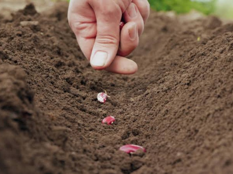 Recomiendan a productores agrícolas sembrar frijol