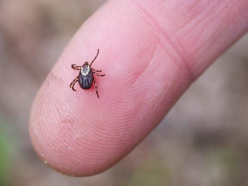 Recomiendan fumigar para exterminar garrapatas en casa
