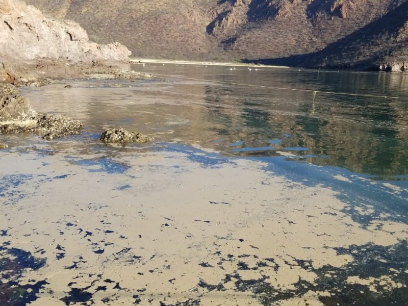 Reconoce Canainpesca daño ecológico producido por industria sardinera