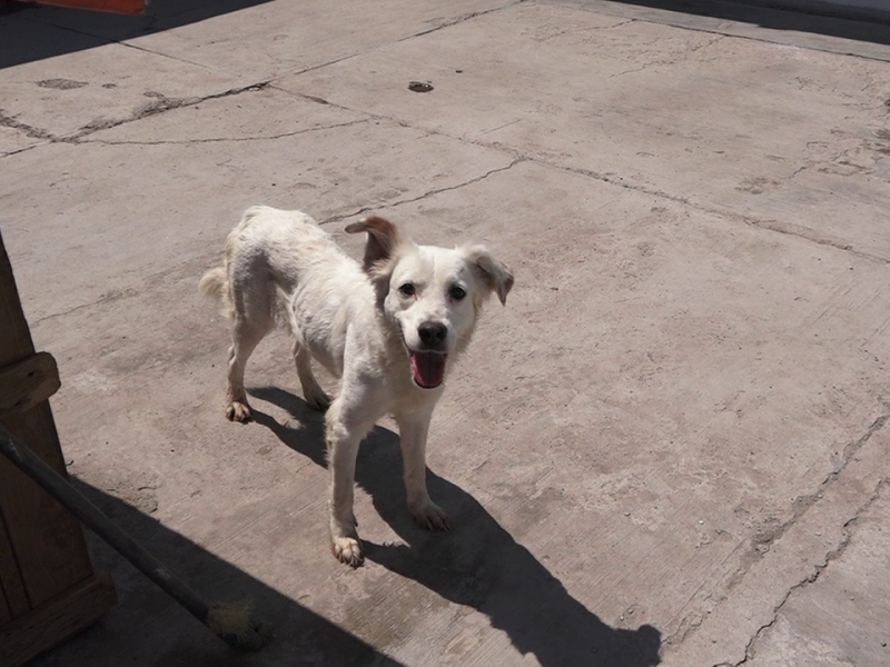 Reconocen aporte de perros a la humanidad, celebrando su día