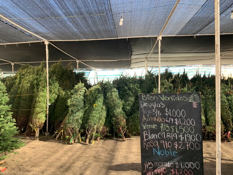 Reconocen comerciantes importante porcentaje de venta de árboles navideños