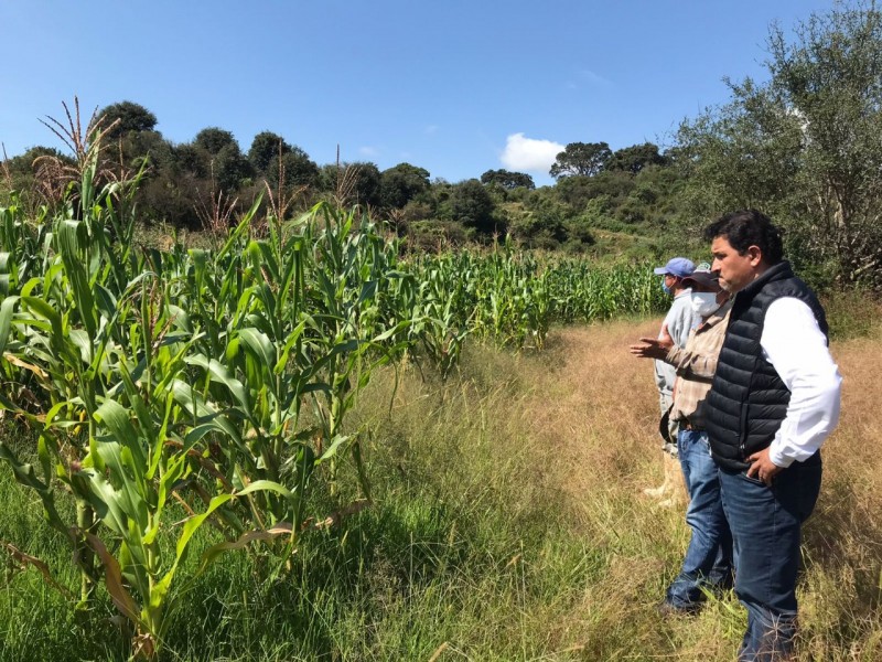 Recorren zonas rurales de Morelia para prevenir plagas