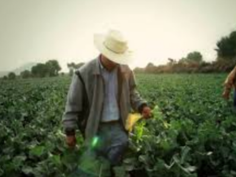 Recortes al campo dejan en peligro producción