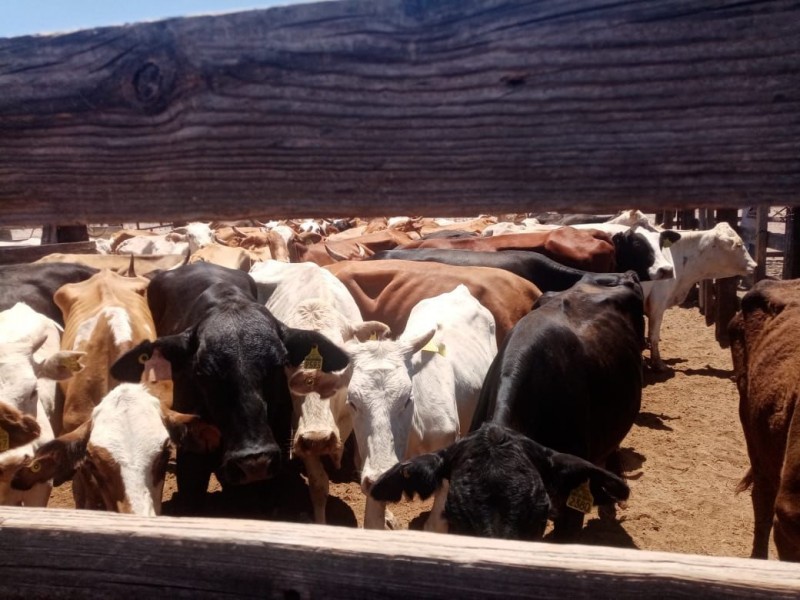 Recupera AMIC ganado robado en Guaymas