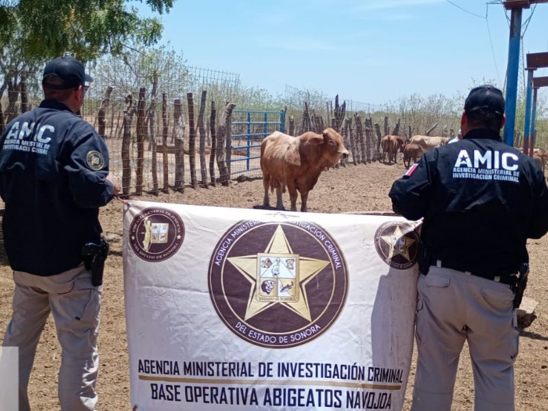 Recupera AMIC ganado robado en Navojoa