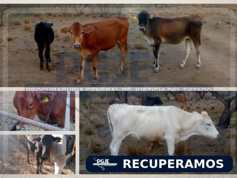 RECUPERA PGJE 9 VACAS ROBADAS